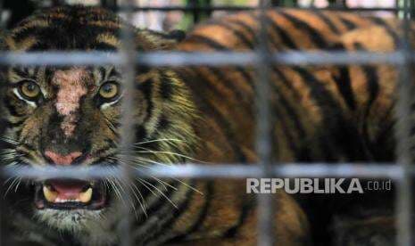 Cindaku, Legenda Manusia Harimau Penjaga Gunung Kerinci Cindaku, Legenda Manusia Harimau Penjaga Gunung Kerinci
