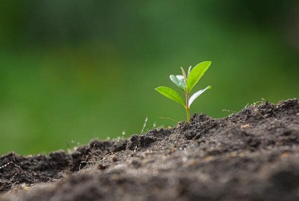 4 Perbedaan Monokotil dan Dikotil, Lengkap Contohnya 4 Perbedaan Monokotil dan Dikotil, Lengkap Contohnya