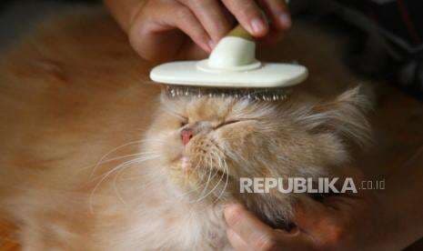 Telemedicine Pet Pawlyclinic Dorong Kemudahan Akses Kesehatan Hewan Peliharaan di ASEAN Telemedicine Pet Pawlyclinic Dorong Kemudahan Akses Kesehatan Hewan Peliharaan di ASEAN