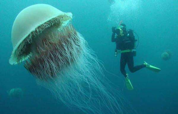 4 Hewan Terpanjang di Dunia, Paus Biru Raksasa Sebagai Monster Laut 4 Hewan Terpanjang di Dunia, Paus Biru Raksasa Sebagai Monster Laut