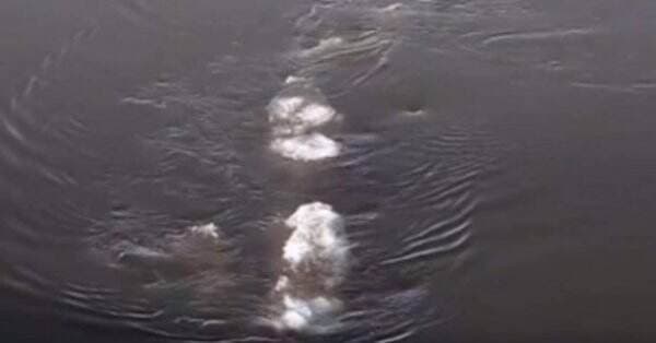 Mirip Monster Loch Ness, Belut Raksasa Teryata Masih Hidup di Indonesia