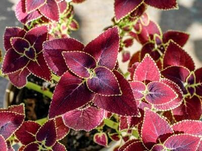 Wow, Tanaman Hias Daun Ungu Ternyata Bisa Bersihkan Plak Gigi Tiruan Wow, Tanaman Hias Daun Ungu Ternyata Bisa Bersihkan Plak Gigi Tiruan