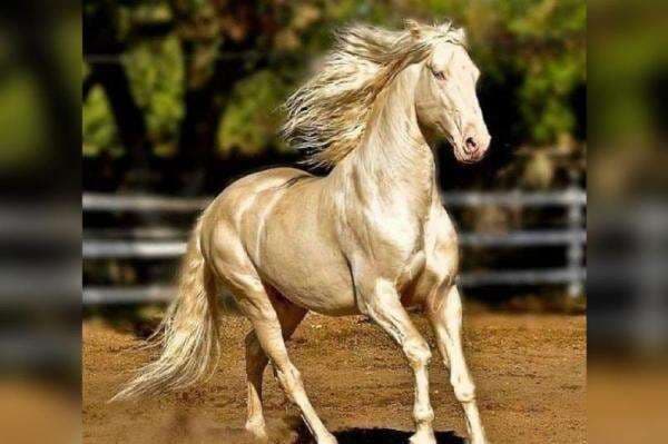 7 Jenis Kuda Tercantik di Dunia, Berdasarkan Ciri dan Asal-usulnya 7 Jenis Kuda Tercantik di Dunia, Berdasarkan Ciri dan Asal-usulnya