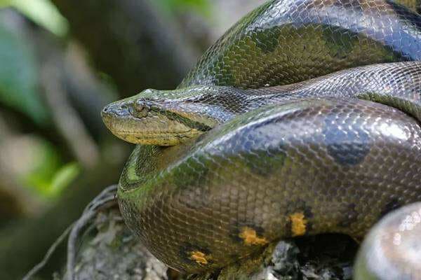 4 Spesies Ular Terbesar di Sungai Amazon, Panjang hingga Enam Meter 4 Spesies Ular Terbesar di Sungai Amazon, Panjang hingga Enam Meter