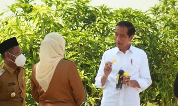 Canangkan Food Estate Berbasis Mangga di Gresik, Jokowi: 3 Bulan Panen dan Ekspor