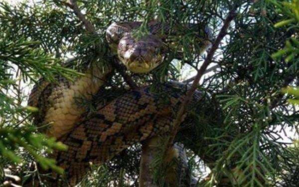 Misteri Ular Raksasa di Hutan Kalimantan, Etnis Dayak Percaya sebagai Penjaga Belantara Misteri Ular Raksasa di Hutan Kalimantan, Etnis Dayak Percaya sebagai Penjaga Belantara