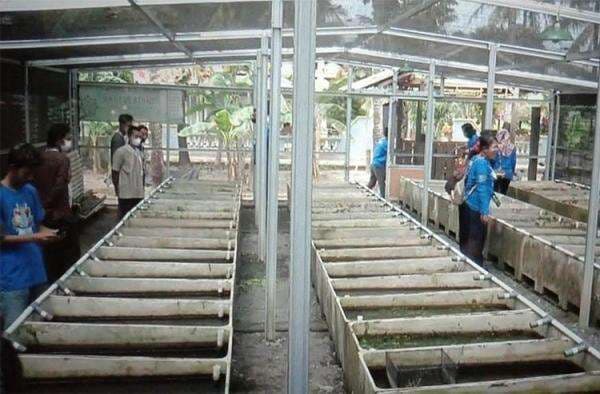 Bisnis Ternak Ikan Hias di Bantul Menggiurkan, Omzet Bulanan Capai Rp60 Juta Bisnis Ternak Ikan Hias di Bantul Menggiurkan, Omzet Bulanan Capai Rp60 Juta