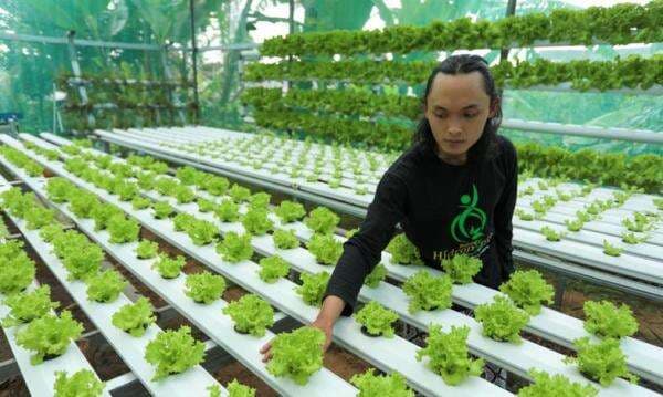 Petani Milenial Hidroponik di Kaki Gunung Slamet Menginspirasi, Ajak Pemuda hingga Santuni Yatim Petani Milenial Hidroponik di Kaki Gunung Slamet Menginspirasi, Ajak Pemuda hingga Santuni Yatim
