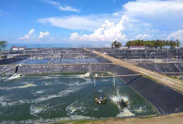 Budidaya Udang Vaname Air Tawar di Kolam Terpal Bisa Sukses