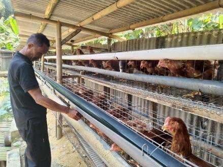 Peternak Ngaku Buntung akibat Harga Telur Melonjak, Kok Bisa?