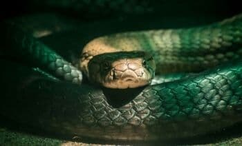 Horor! 7 Siluman Ular Terbesar di Indonesia, Raja Piton hingga Naga Gendeng Horor! 7 Siluman Ular Terbesar di Indonesia, Raja Piton hingga Naga Gendeng