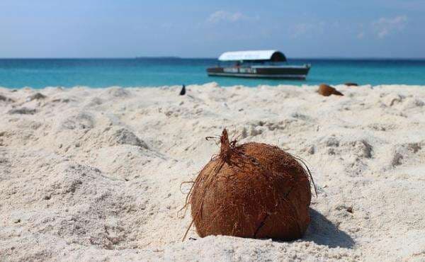 Glundung Pringis, Hantu Jawa yang Suka Kelabui Orang dengan Jadi Kelapa Jatuh