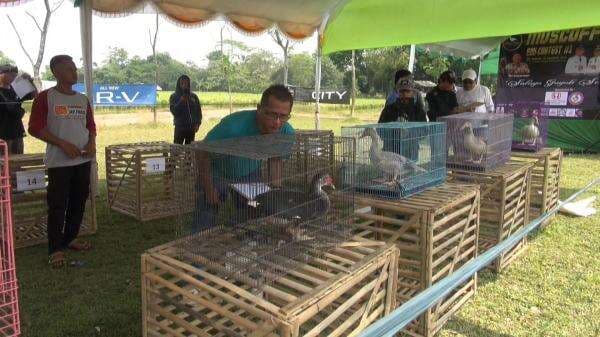 Kontes Entok di Taman Anggur Kukulu Subang, Tingkatkan Nilai Ekonomi Peternak Entok