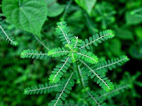 Daun Meniran: Manfaat, Efek Samping, dan Cara Mengolahnya Daun Meniran: Manfaat, Efek Samping, dan Cara Mengolahnya