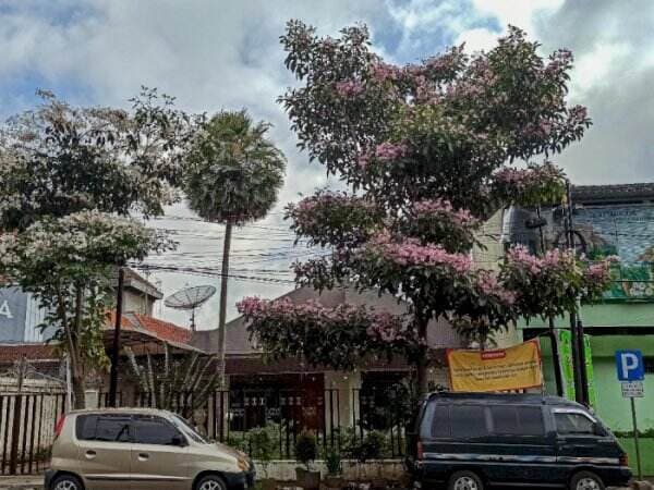 Tabebuya Bermekaran, Kota Malang Mendadak Cantik Kaya di Jepang