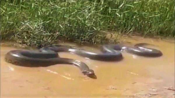 Misteri Ular Raksasa Yacumama di Sungai Amazon, Bisa Menyedot Apa Saja yang Melintas di Sekitarnya