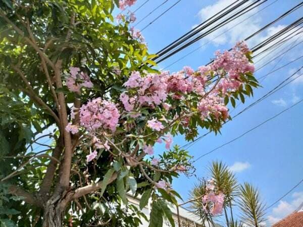 Fakta Unik Tabebuya yang Mirip Sakura, Si Cantik Ini Bisa Atasi Demam sampai Malaria