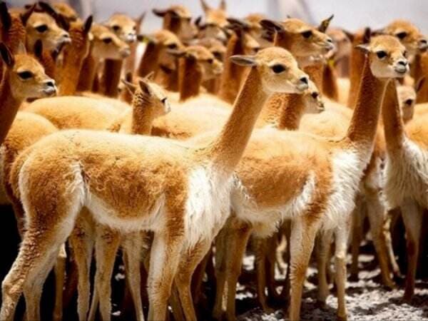 Bukan Domba, Hewan Ini yang Mampu Hasilkan Wol Termahal di Dunia, Hidup di Peru Bukan Domba, Hewan Ini yang Mampu Hasilkan Wol Termahal di Dunia, Hidup di Peru