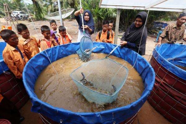 Budidaya Ikan Lele Bioflok, Siasat Masyarakat di Lahan Gambut Penuhi Protein Hewani