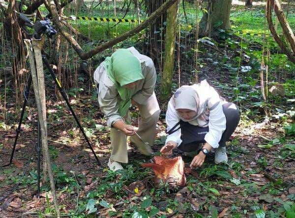 16 Tahun Upaya Tumbuh, Bunga Rafflesia Arnoldi Asal Bengkulu Mulai Mekar di Kebun Raya Bogor