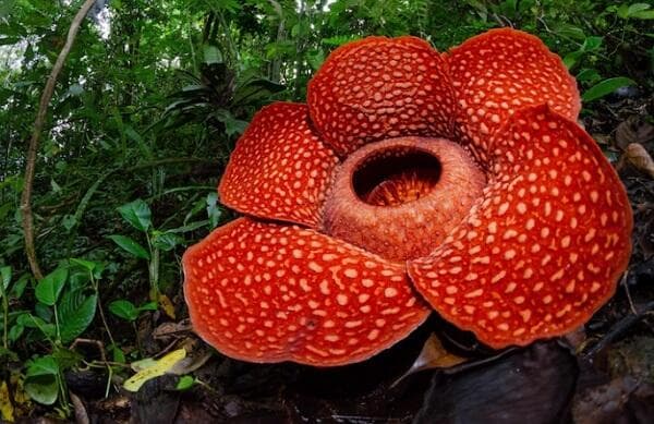 Bunga Bangkai atau Rafflesia Arnoldi, Apa Bedanya? Ini Karakteristik dan Manfaatnya Lengkap Bunga Bangkai atau Rafflesia Arnoldi, Apa Bedanya? Ini Karakteristik dan Manfaatnya Lengkap
