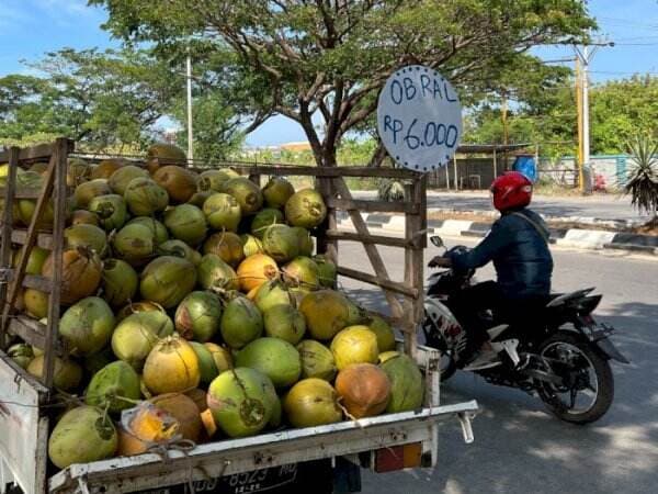 Gak Kaleng-kaleng! Omzet Jutaan Rupiah Sehari Lewat Tulisan Obral Kelapa Muda Rp6 ribu