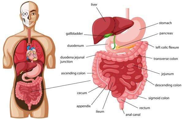 5 Sistem Ekskresi pada Manusia dan Fungsinya Lengkap 5 Sistem Ekskresi pada Manusia dan Fungsinya Lengkap