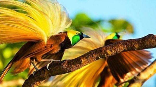 7 Hewan Khas Papua yang Sudah Hampir Punah, Nomor 5 Disebut Titisan Surga 7 Hewan Khas Papua yang Sudah Hampir Punah, Nomor 5 Disebut Titisan Surga