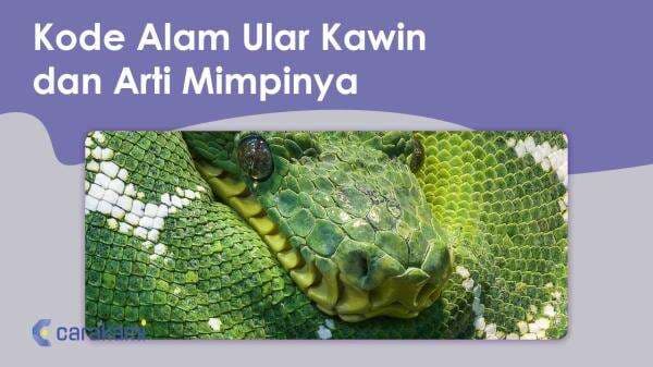 9 Kode Alam Ular Kawin dan Arti Mimpinya Terbaru 9 Kode Alam Ular Kawin dan Arti Mimpinya Terbaru