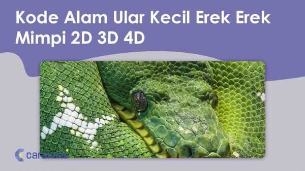 18 Kode Alam Ular Kecil Erek Erek Mimpi 2D 3D 4D Terbaru