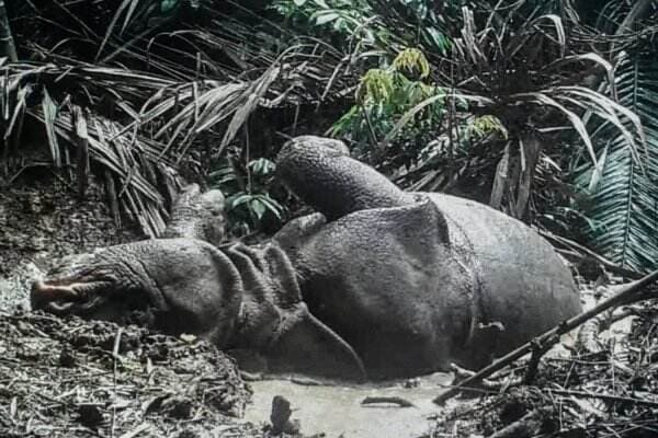 Sejarah Hari Badak Sedunia, Dorong Kesadaran Selamatkan Spesies Badak