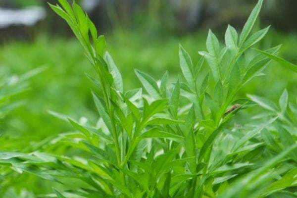 6 Manfaat Daun Kenikir untuk Kesehatan yang Kurang Diketahui 6 Manfaat Daun Kenikir untuk Kesehatan yang Kurang Diketahui