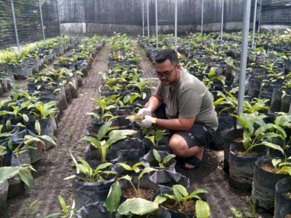 Resign dari BUMN, Pemuda Ini Sukses Budidaya Tanaman Vitalitas Cuannya Setara Motor Baru! Resign dari BUMN, Pemuda Ini Sukses Budidaya Tanaman Vitalitas Cuannya Setara Motor Baru!