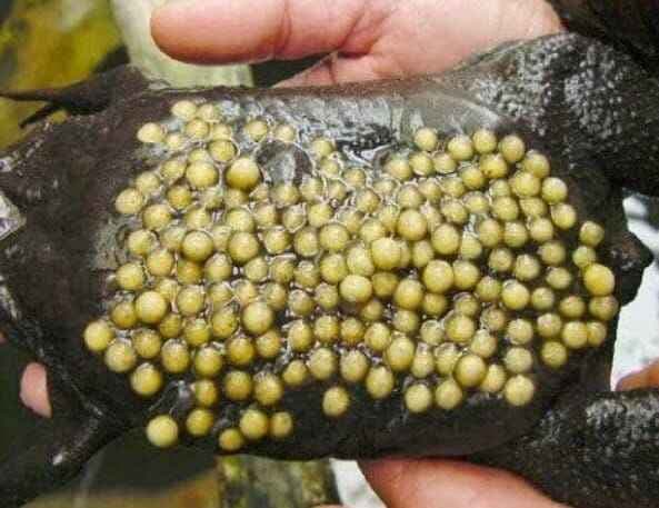 Uniknya 5 Bentuk Telur Hewan Ini Uniknya 5 Bentuk Telur Hewan Ini