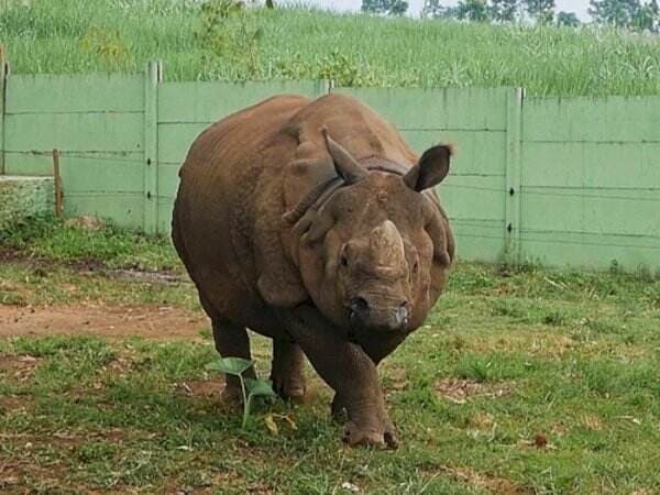 Melihat Badak Langka Dunia di Batu Secret Zoo, Seru Bisa Sambil Menyentuh Langsung