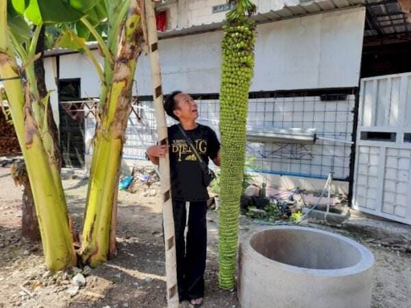 Geger Ada Pisang Ajaib Panjangnya Sampai 2 Meter, Ribuan Buah Dalam Satu Tandan!