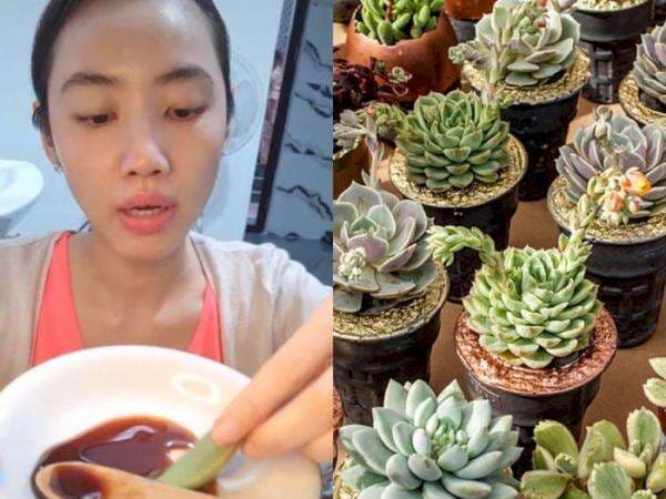 Momen Perempuan Makan Sukulen, Tanaman Hias yang Tak Disangka Rupanya Bisa Dimakan Momen Perempuan Makan Sukulen, Tanaman Hias yang Tak Disangka Rupanya Bisa Dimakan