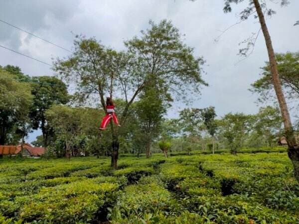 4 Hal Menarik di Kebun Teh Wonosari Malang, Tempat Wisata Sejuk Gak Menguras Kantong