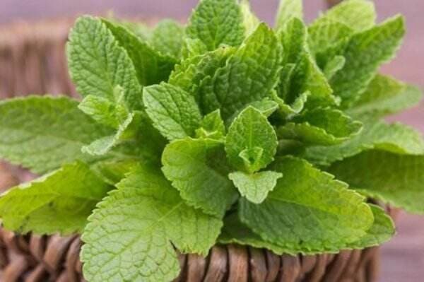 7 Manfaat Daun Mint untuk Kesehatan yang Perlu Diketahui