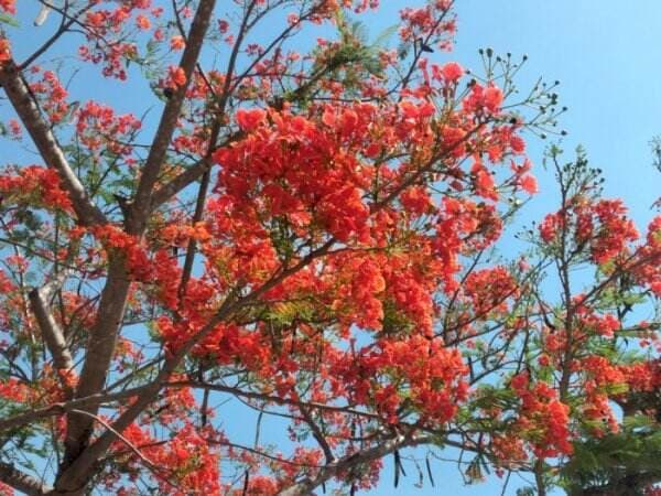 Ajaib! Enggak Kalah dengan Sakura, Bunga Pohon Sepe Jadi Penanda Musim Hujan Segera Tiba