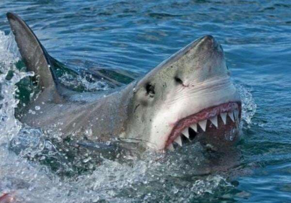 Ikan Hiu Bisa Tumbuhkan Giginya dalam 24 Jam Ikan Hiu Bisa Tumbuhkan Giginya dalam 24 Jam
