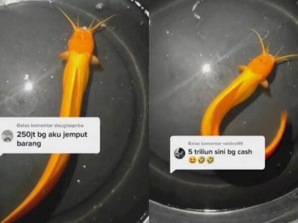 Viral Penampakan Lele Berwarna Emas, Ditawar Rp5 Triliun Pemilik Ogah Jual, Settingan?