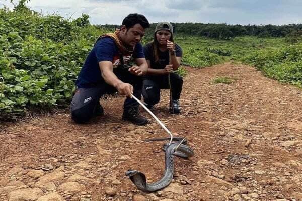 Panji Petualang Tangani Ular King Kobra yang Gigit Imam Rokhani