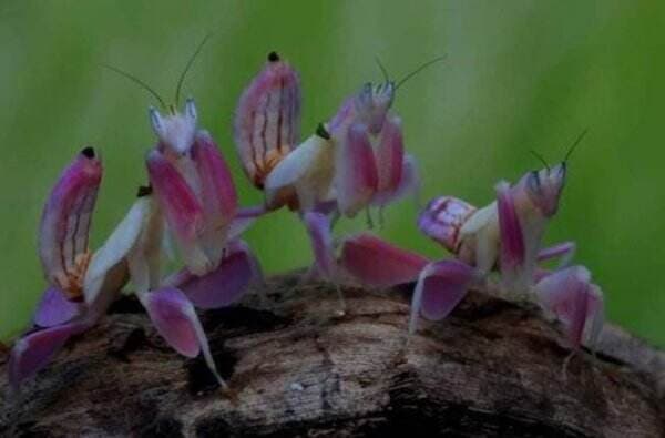 4 Fakta Hymenopus Coronatus, Belalang Cantik Predator Ganas