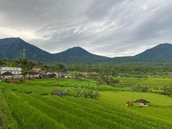 Saking Cantiknya Sawah Jatiluwih di Bali Sampai Diakui jadi Warisan Dunia UNESCO