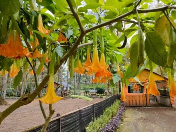 5 Fakta Bunga Trompet yang Mematikan, Semua Bagian Tumbuhan Ini Beracun! 5 Fakta Bunga Trompet yang Mematikan, Semua Bagian Tumbuhan Ini Beracun!