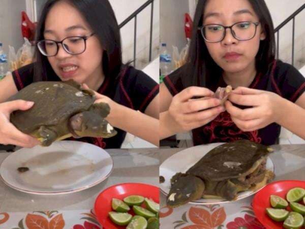 Iyuh! TikTokers Mukbang Labi-Labi, Disantap Bentuk Utuh Bikin Jijik: Darahnya Masih Netes Iyuh! TikTokers Mukbang Labi-Labi, Disantap Bentuk Utuh Bikin Jijik: Darahnya Masih Netes