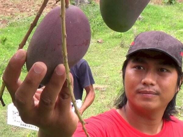 Buah yang Aneh! Bentuknya Mangga Tapi Punya Rasa Kayak Nanas, Manis dan Segar