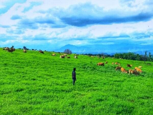 Padang Mangateh: New Zealand-nya Indonesia Ada di Sumatera Barat, View-nya Bikin Takjub