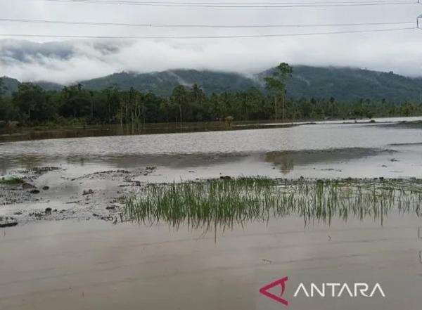 Banjir Tapsel, 30 Hektare Sawah Berubah Jadi Danau Banjir Tapsel, 30 Hektare Sawah Berubah Jadi Danau